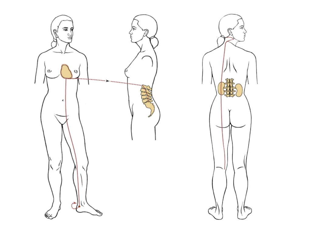 kidney and bladder illustration